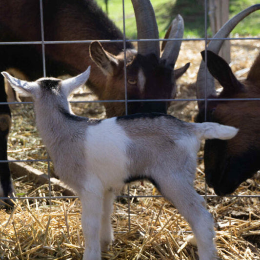 Is My Goat Pregnant? How to Tell if Your Goat Will Have Babies Soon