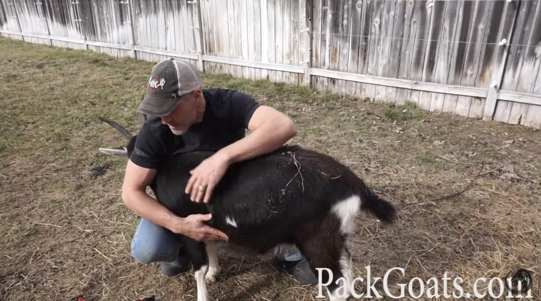 How To Flip A Goat And Why