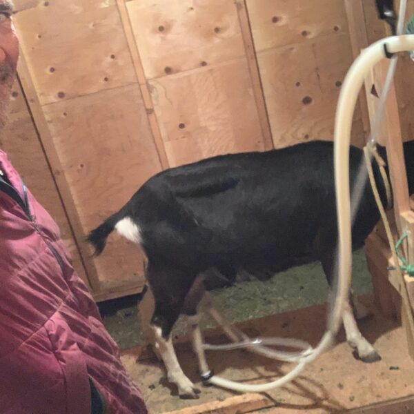 Goat Milking Area and Cleanliness