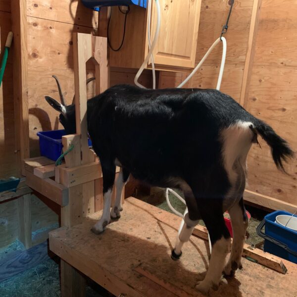 Do I Need A Stanchion For My Goat