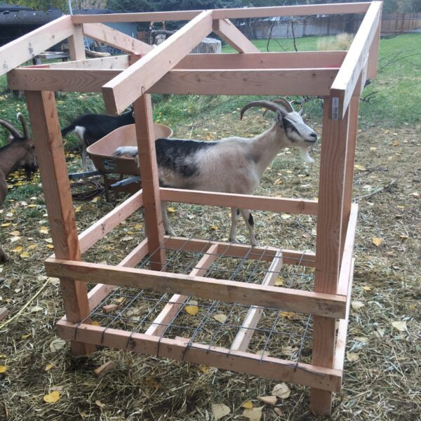 Horned Pack Goat Feeder