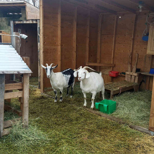 Pack Goat Does: the benefits of packing and breeding