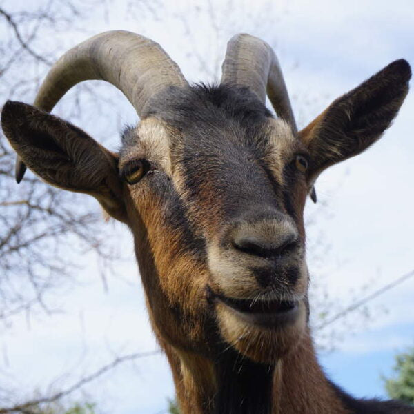 How To Weigh Pack Goats
