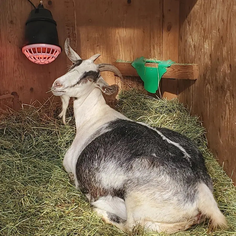 Signs Of Labor With Your Pregnant Doe