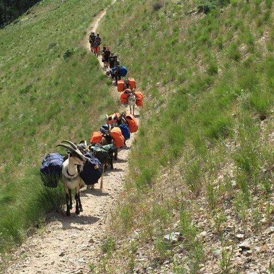 Choosing The Best Goat Packing Gear