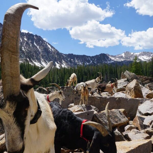 Goats and Bighorn Sheep: Packgoats ARE NOT a hazard to Bighorn Sheep
