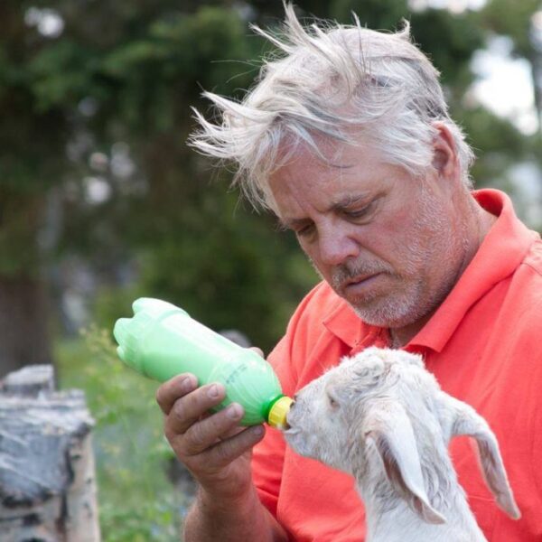 How to Feed a Baby Goat