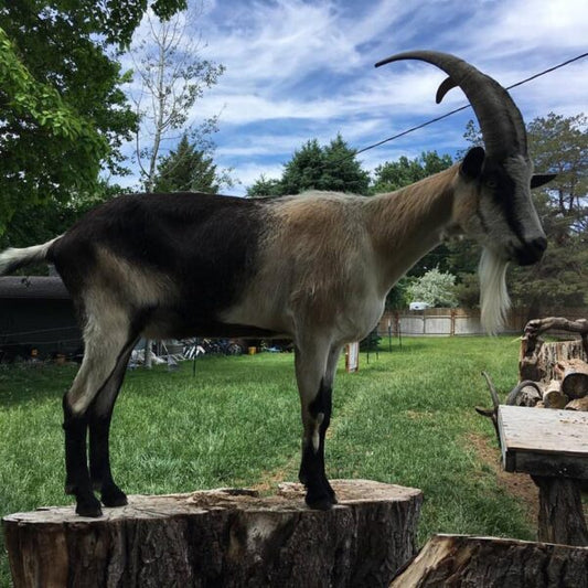 Aggressive Goats. Unruley Bucks: How to Deal with Them