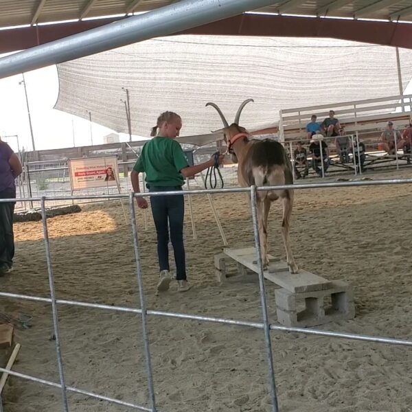 Getting Started with a Pack Goat 4H Project