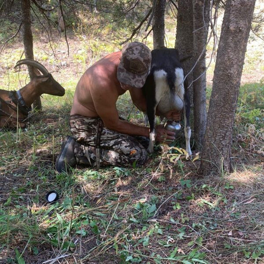 Sexes of Goats and How That Relates to Using Them as Pack Goats