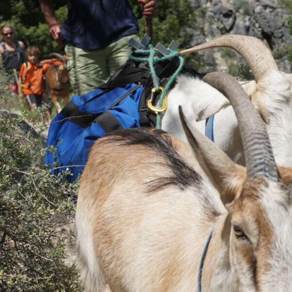 Training Baby Pack Goats