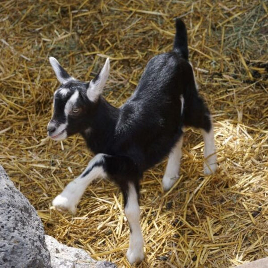 Bringing Your Baby Goats Home