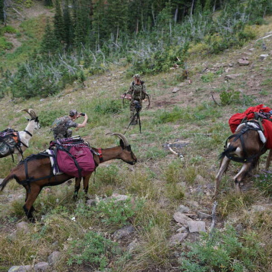 How to Bone Out Elk for Pack Goats