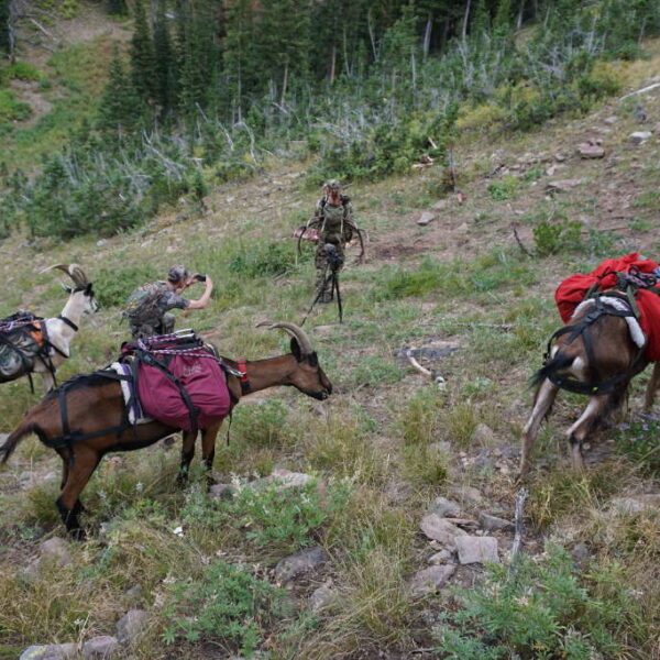 How to Bone Out Elk for Pack Goats