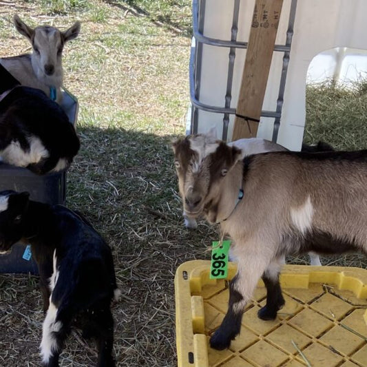 Cheap Baby Goat Shelter