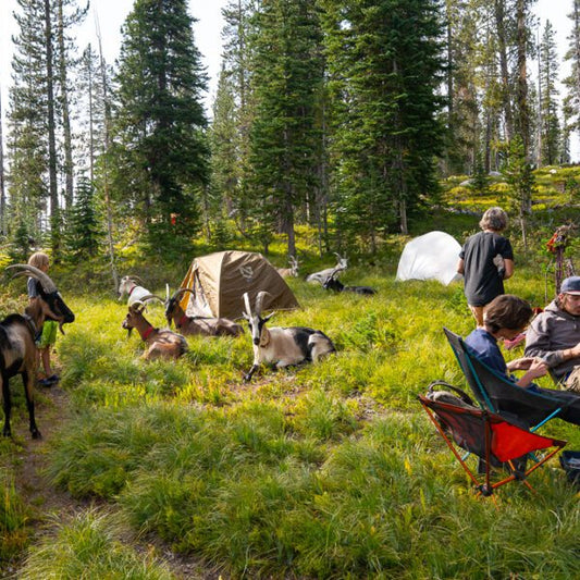 The Pack Goat Gear You Need As Your Goats Grow Into Packers