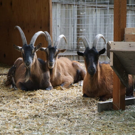 What to Look for in an Adult Pack Goat