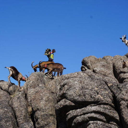 Pack Goat Conditioning and Weight Bearing Timeline