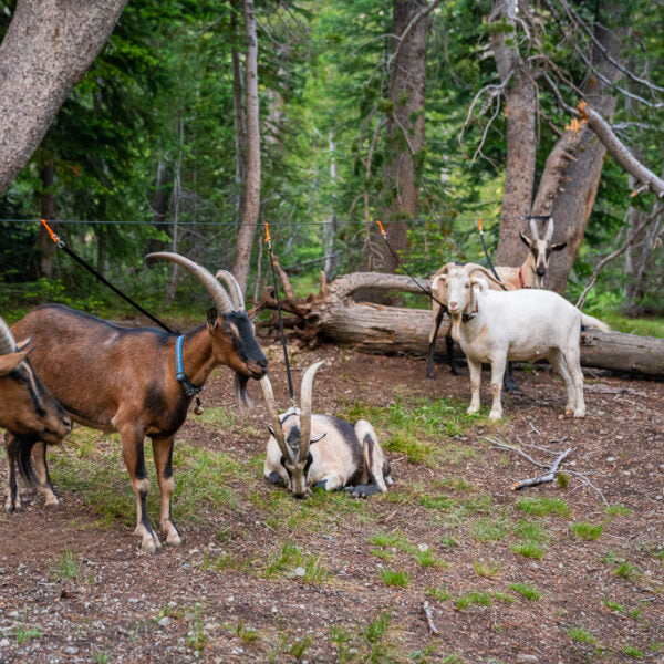 Owning and Raising Goats: The How to on all things goats – Pack Goats