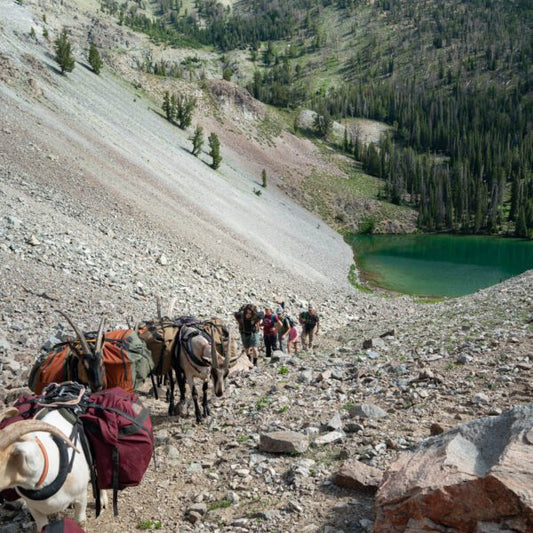 Pack Goats and Predators - How to Prevent Issues Before They Occur