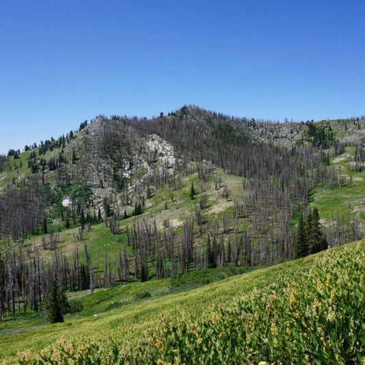 On Your Homestead, Goats vs Cows: Cost