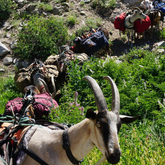 What You Need To Know About Spreading Out Pack Goat Ages