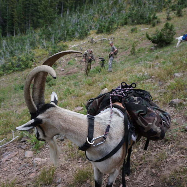 Hunting with Pack Goats and Strategy