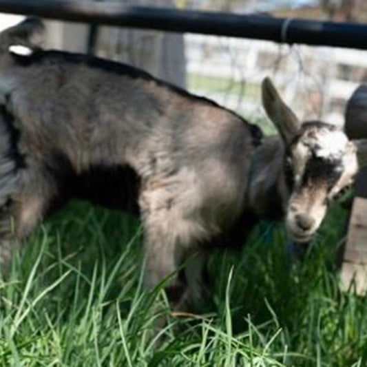 What Is Floppy Kid Syndrome