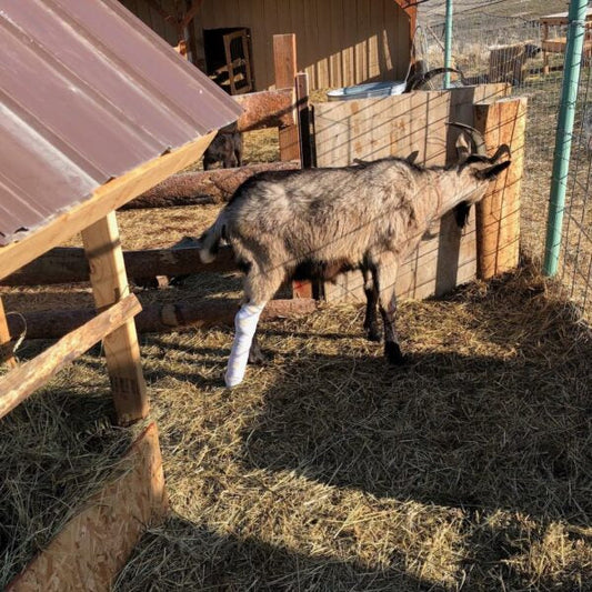 The Story of Healing a Broken Leg on my Pack Goat