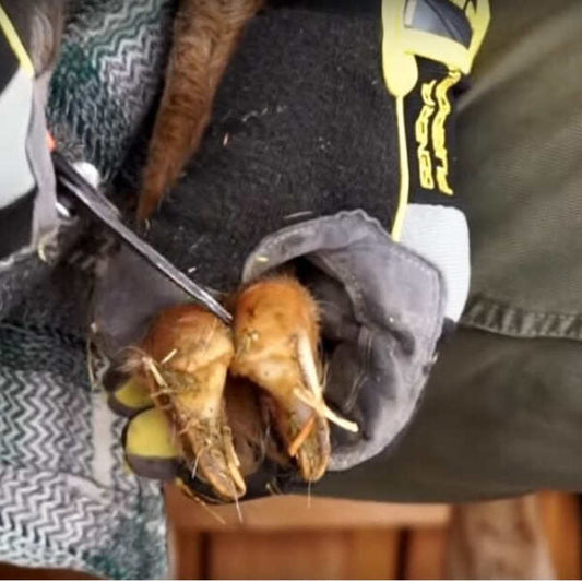 Hoof Rot in Goats