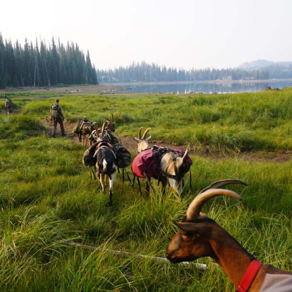 Hunting with pack goats presentation