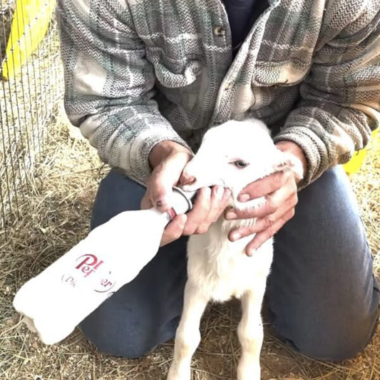 How To Handle A Baby Goat When They Won't Take A Bottle