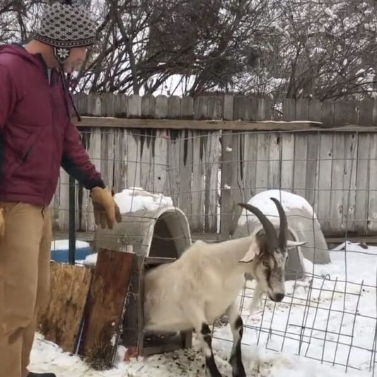How to Easily Introduce New Babies to Your Pack Goat String