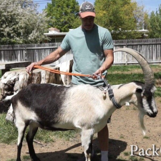 How To Lead Train A Pack Goat
