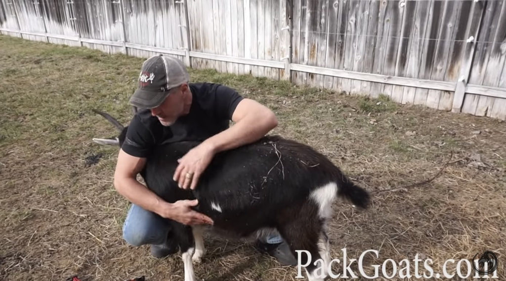 How To Flip A Goat And Why