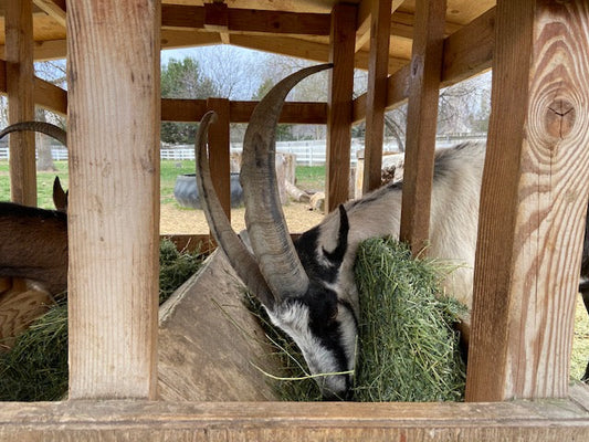Benefits Of Having A Good Design On A Goat Feeder