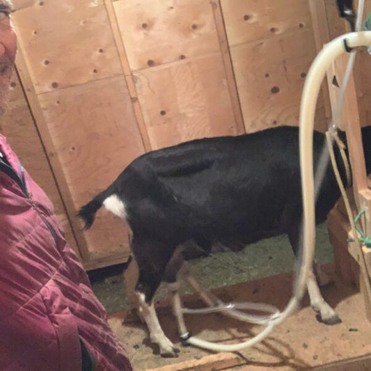 Goat Milking Area and Cleanliness