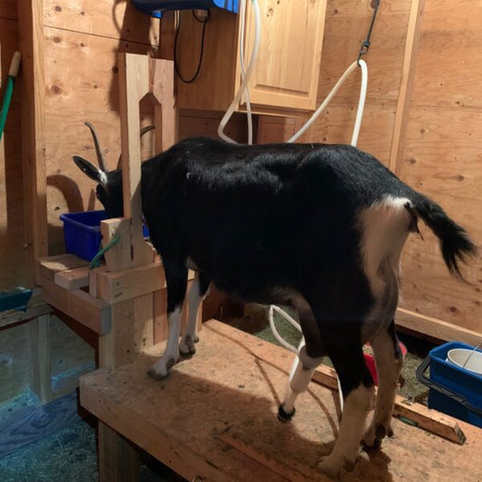 Do I Need A Stanchion For My Goat