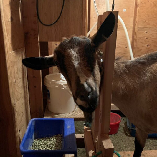 When I Learned The Value of Goat Milk