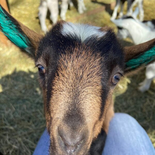 Baby Goat Vaccination Schedule