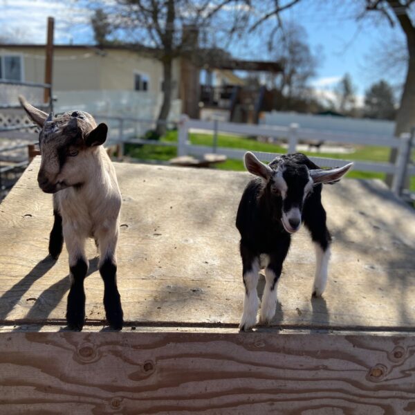 What a New Goat Owner Should Know