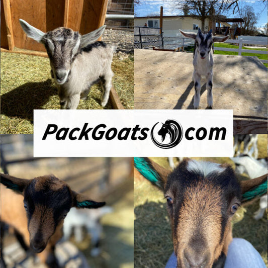 It's November Have You Reserved Your Baby Goat