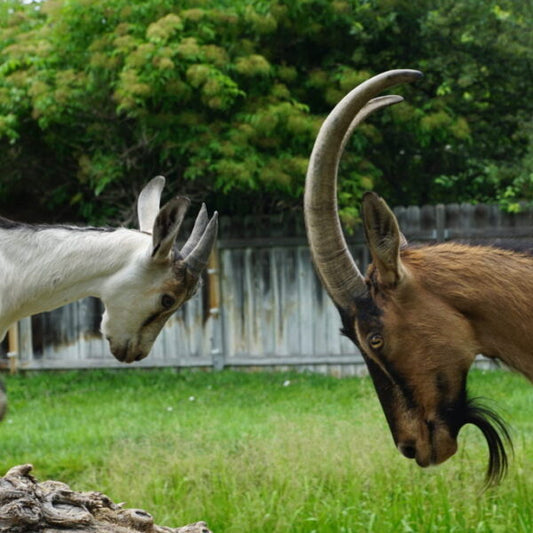 How Goats Thrive Through Winter