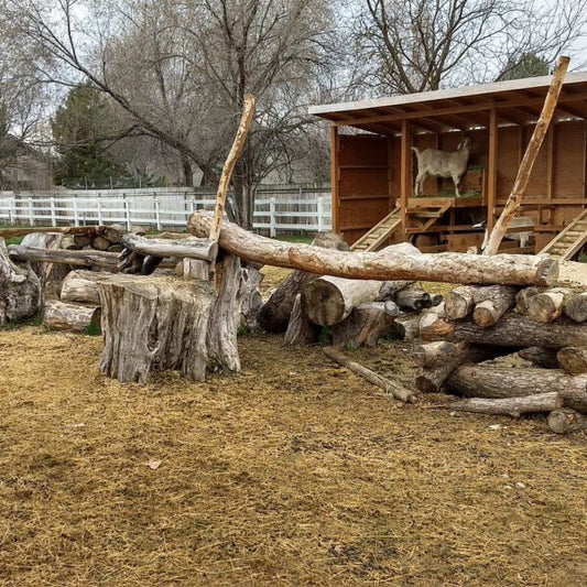 Goats Need a Playground