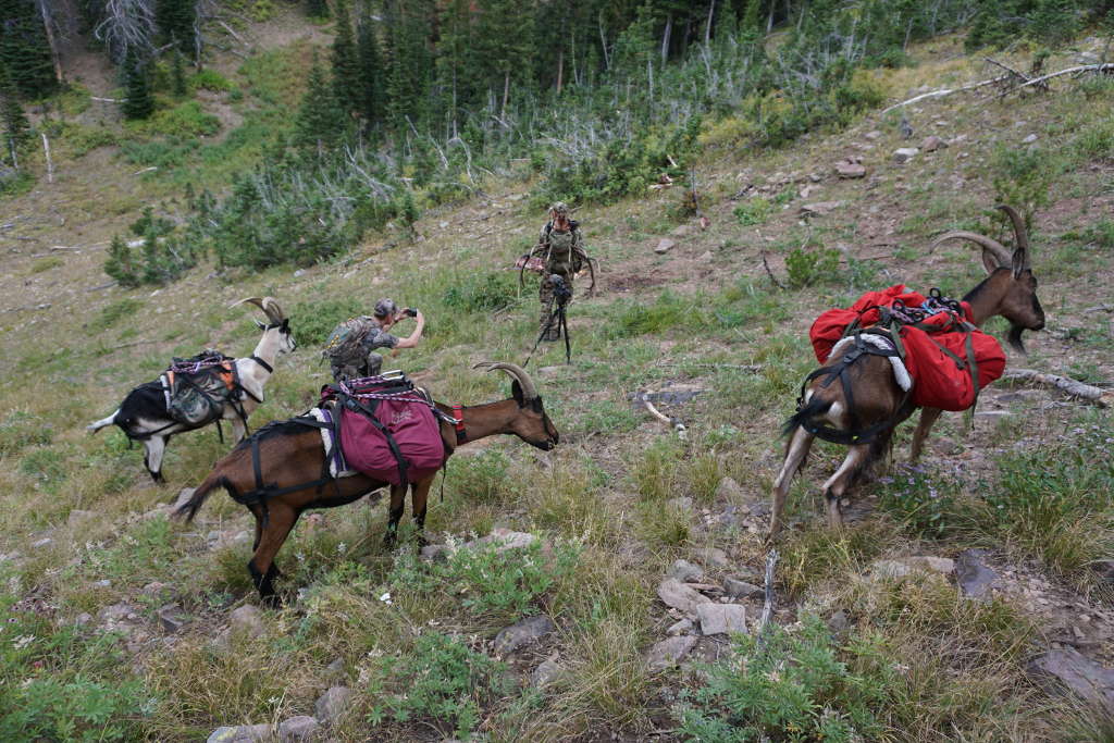 How To Set Hunting Camp Up With Pack Goats