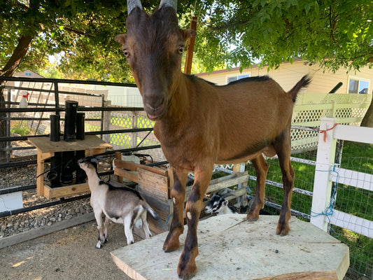 How To Train a Goat With a Squirt Bottle