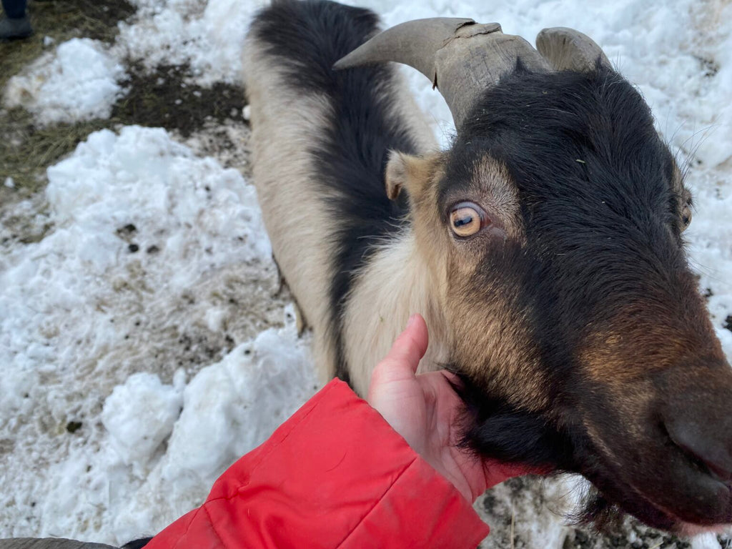 Helping Goats Thrive In Winter