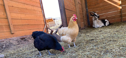 Chickens Living with Goats