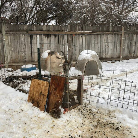 Introducing New Goats to the Pasture and String