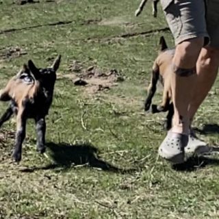 Trail Training Baby Pack Goats